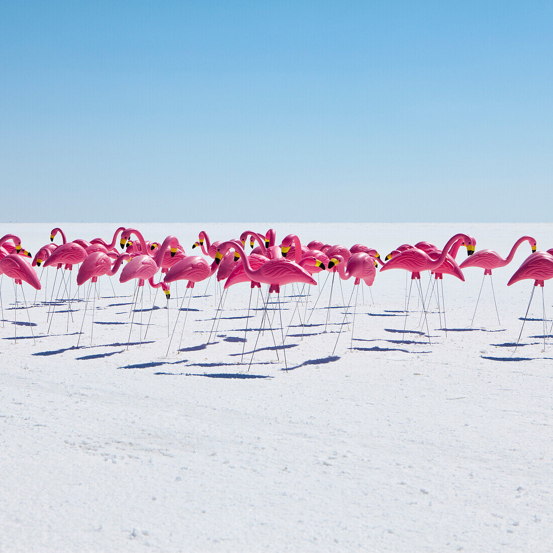 A large group of plastic pink flamingos on Bonneville Salt Flats. Speed Week, an annual amateur auto racing event on the salt flats in Utah, USA., Bonneville Salt Flats, USA