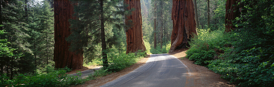 Road passing between the Guardsmen, a group of Giant Sequoia trees in Sequoia Kings Canyon National Park, California, Sequoia Kings Canyon National Park/paved road
