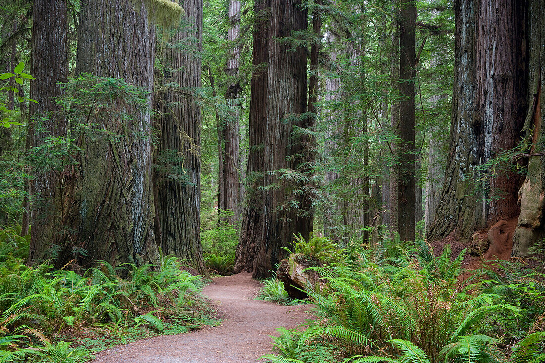 Giant Redwood trees along the South Fork Trail in Redwoods National and State Parks, California, Redwoods National and State Parks