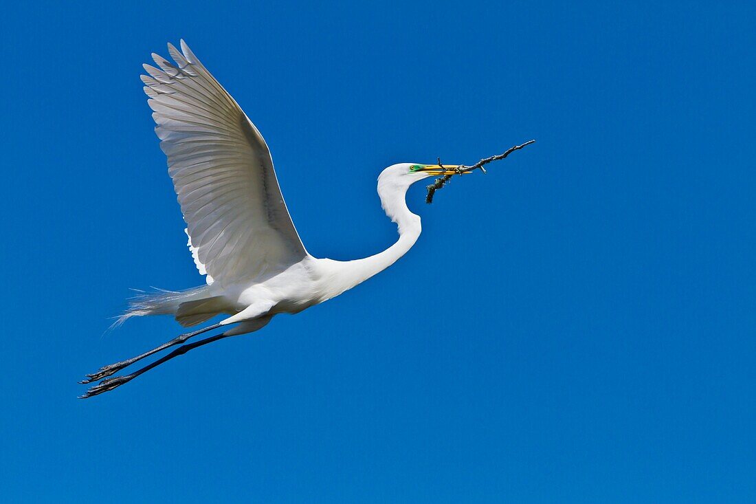 A great white egret in flight carrying a twig at the Alligator Farm rookery in St  Augustine, Florida, USA