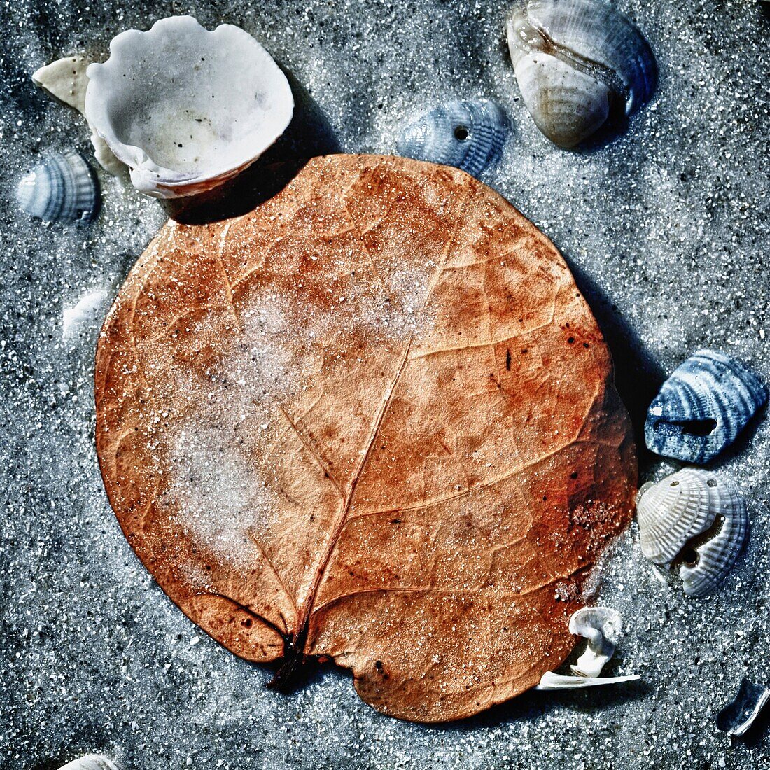 Close up of sea grape leaf on the beach surrounded by seashells