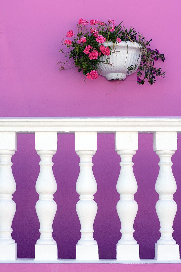 Pink wall with white balustrade and flower pott, Bo-Kaap Malay Muslim District, Cape Town, South Africa