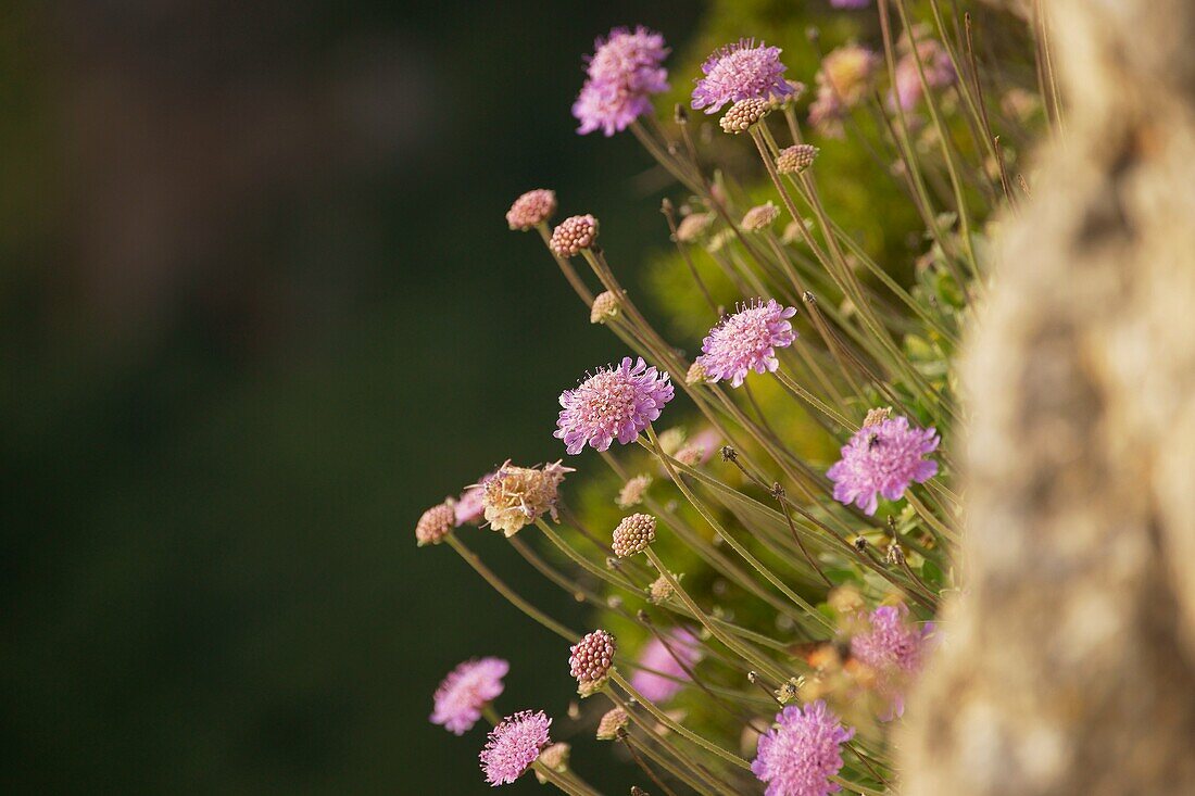 Scabiosa cretica Puig des Teix Tramuntana Valldemossa Mallorca Balearen Spanien