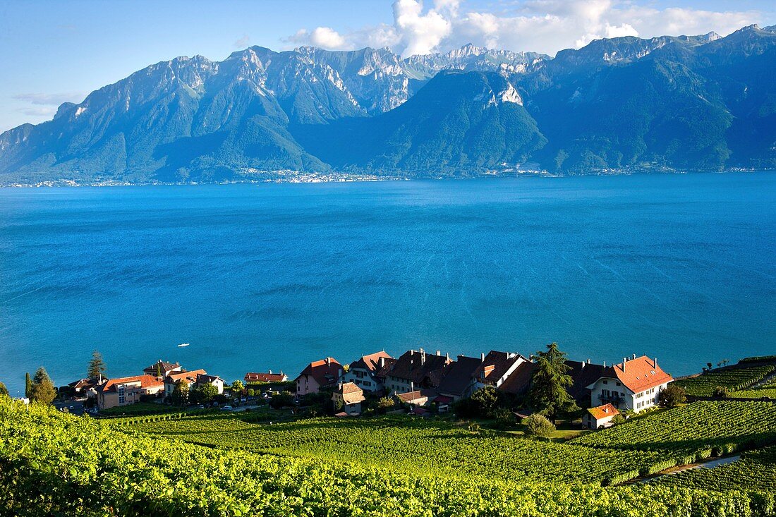 View of Lavaux and Lake Leman  Lavaux is part of a World Heritage Site and is a wine production area with terraces formed since the time of the Romans  Lake Geneva is located on the border between Switzerland and France