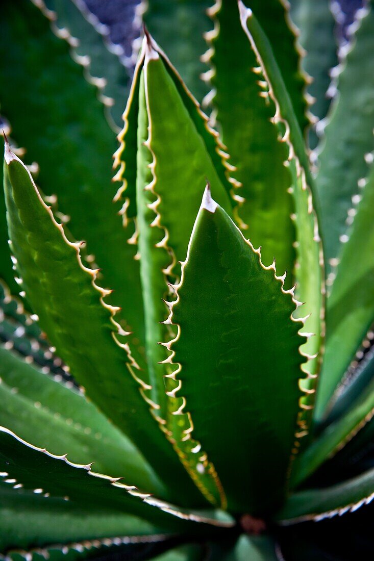 Detail of a Cactus in Lanzarote, Spain