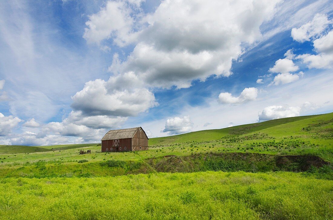 Old Red barn amidst green fields of wheat in the Plause region of Washington State