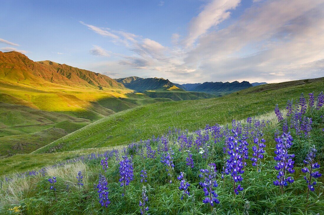 Blue lupines on the hills above the Imnaha River Canyon, Hells Canyon Recreation Area Oregon