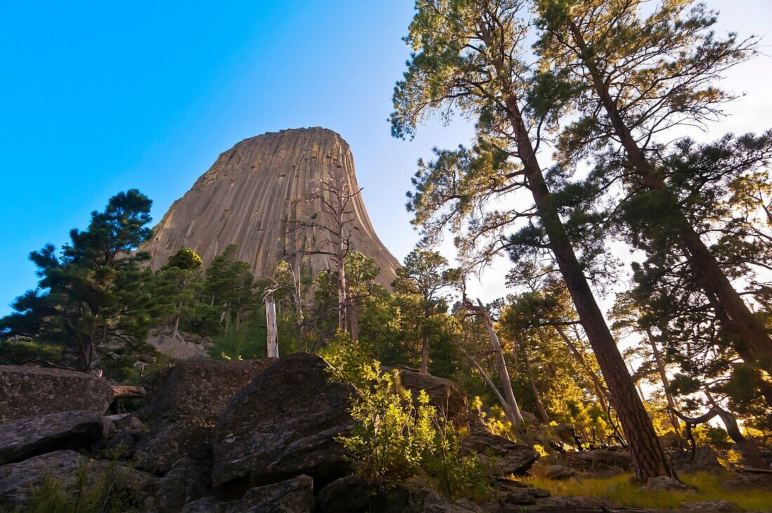 The 867 foot tall Devils Tower a granite monolith which is a sacred site to American Indians, Devils Tower National Monument, Wyoming USA