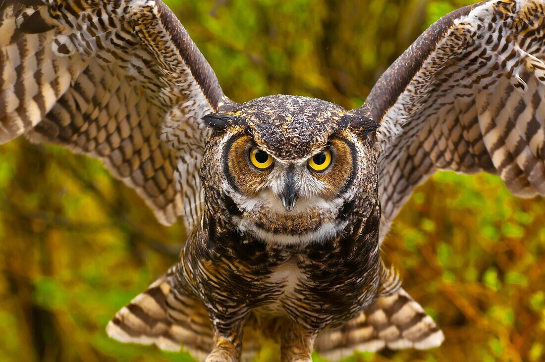 Great horned owl Bubo virginianus, Alaska Wildlife Foundation, Ketchikan, Alaska USA