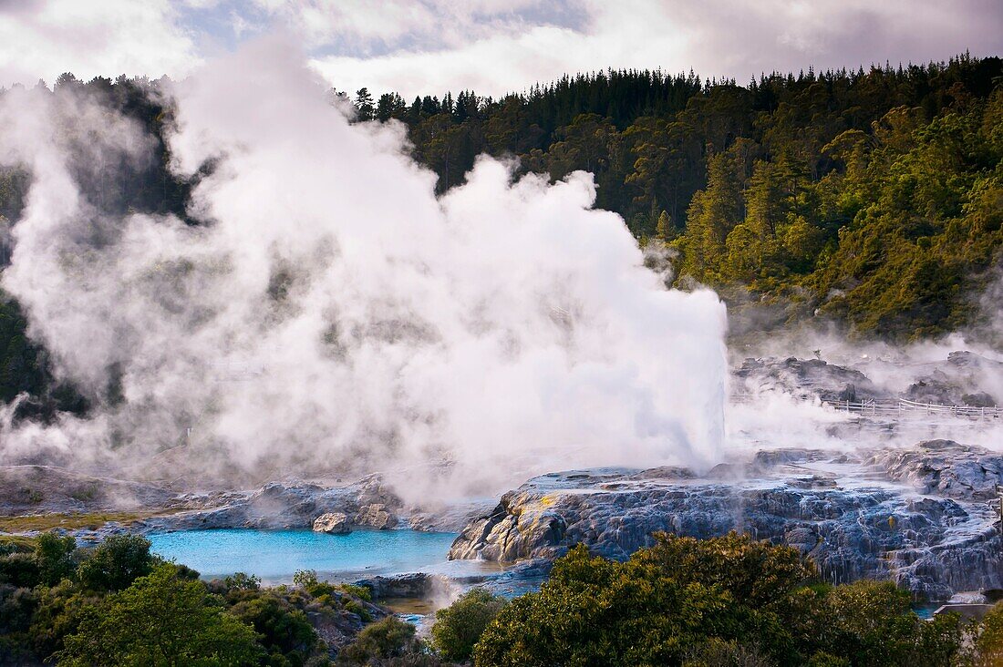 The 30 meter high Pohutu Geyser erupting, Te Puia New Zealand Maori Arts & Crafts Institute, Whakarewarewa Thermal Valley, Rotorua, North Island, New Zealand