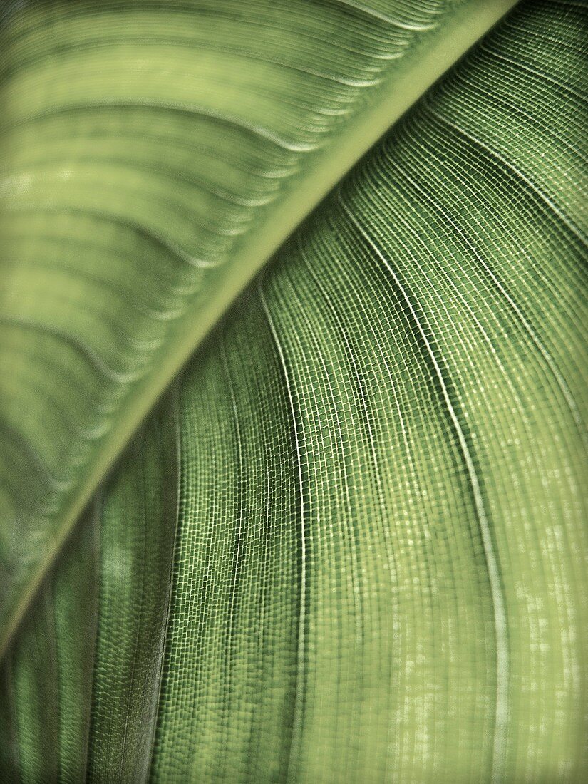 First lever of the texture of the leaves
