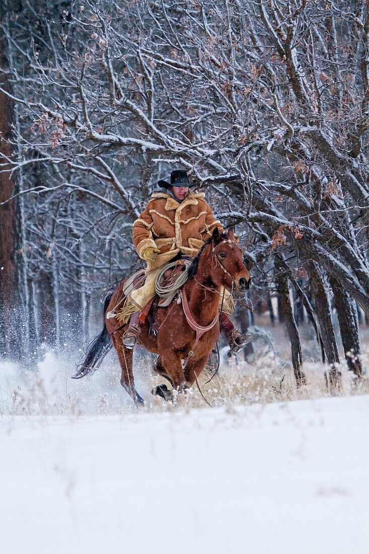 Cowboy galloping horse in the snow