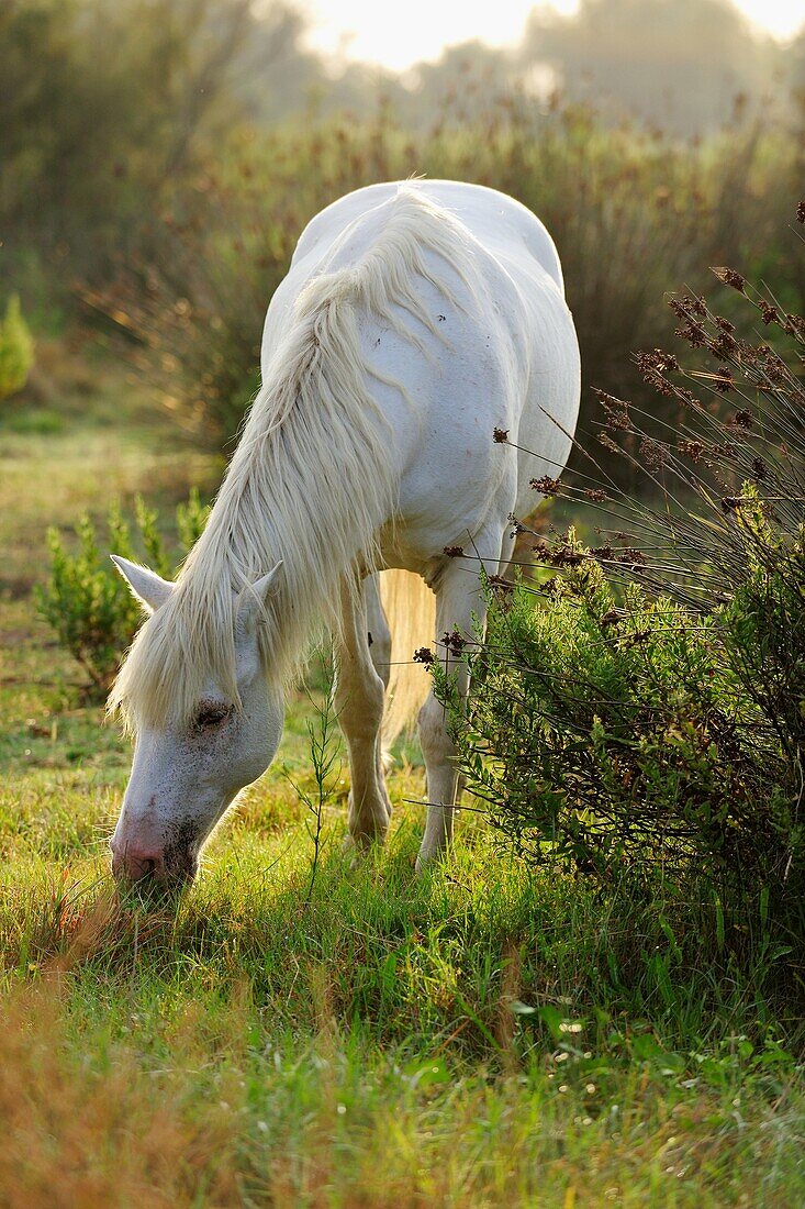 White Camargue horse Equus caballus grazing  Camargue, Bouches du Rhone, France