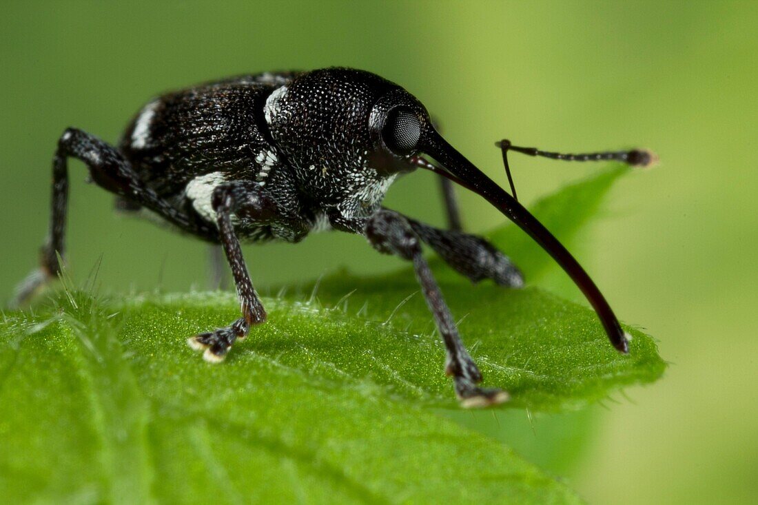 Long horned weevil