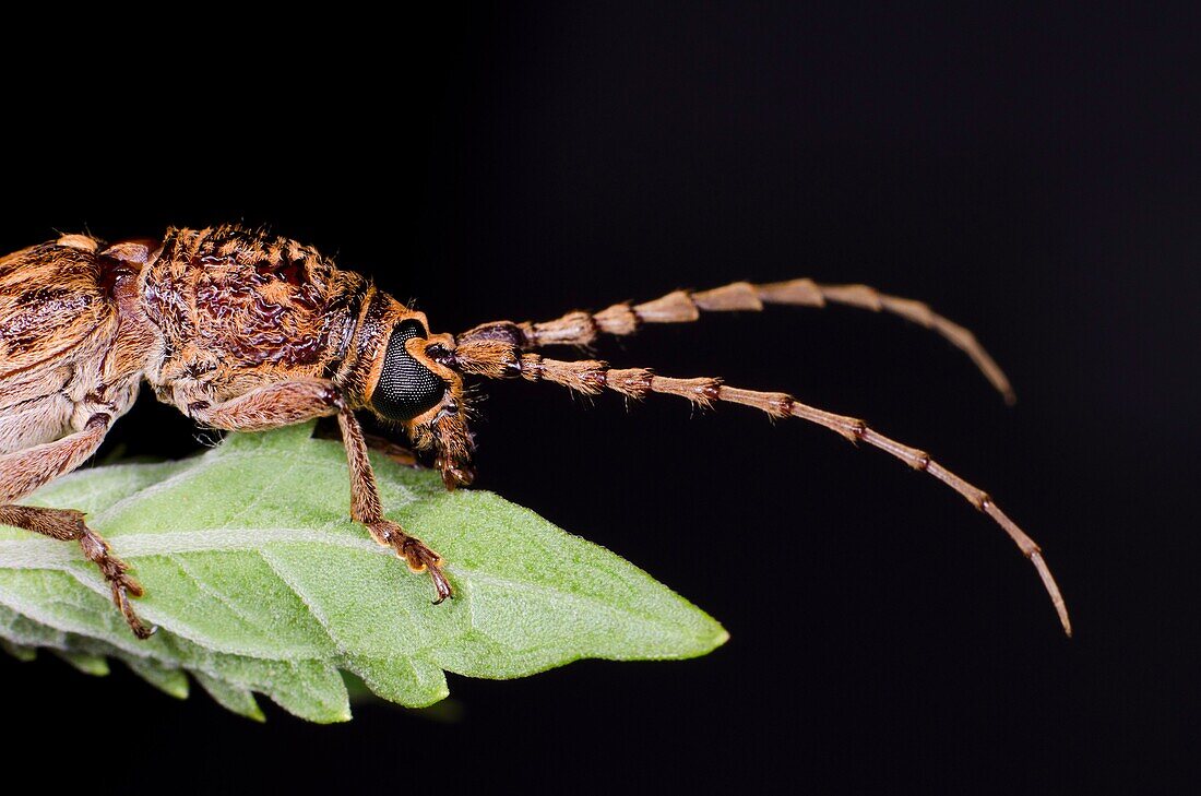 Long horned weevil