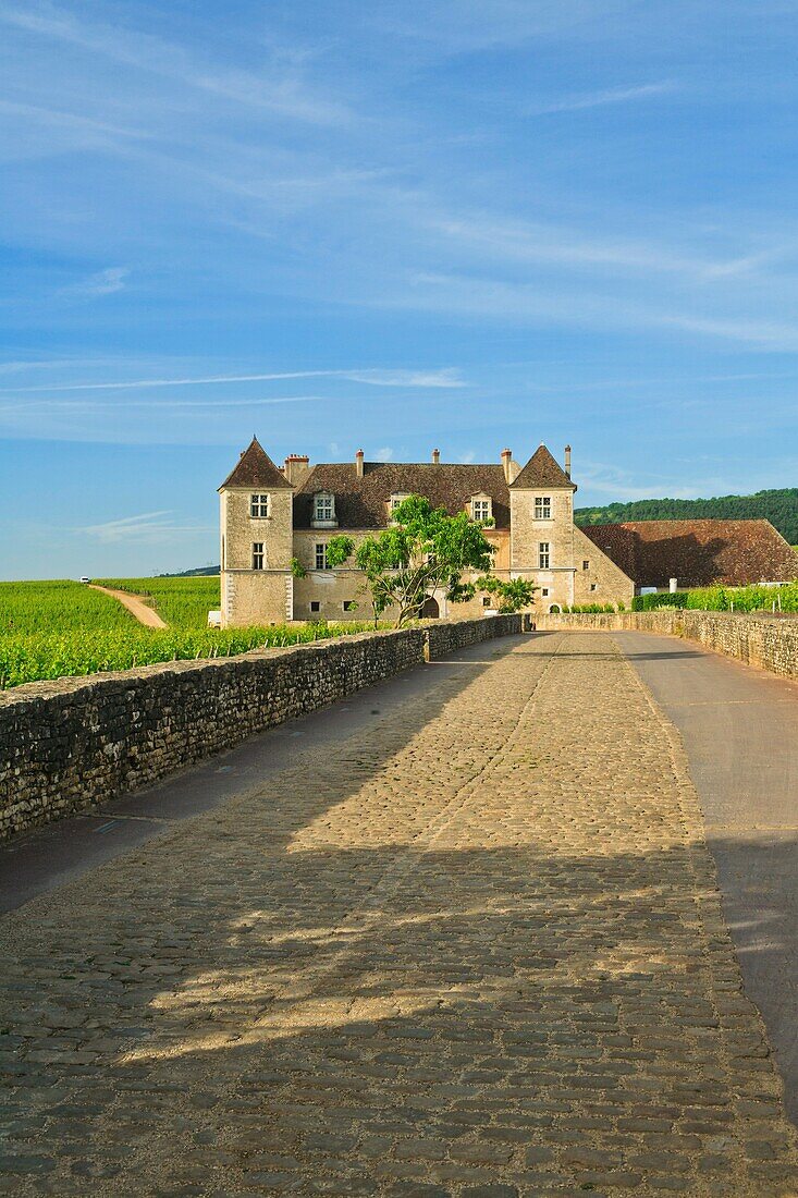 Vineyards and estate of Clos de Vougeot, Burgundy, France, Europe