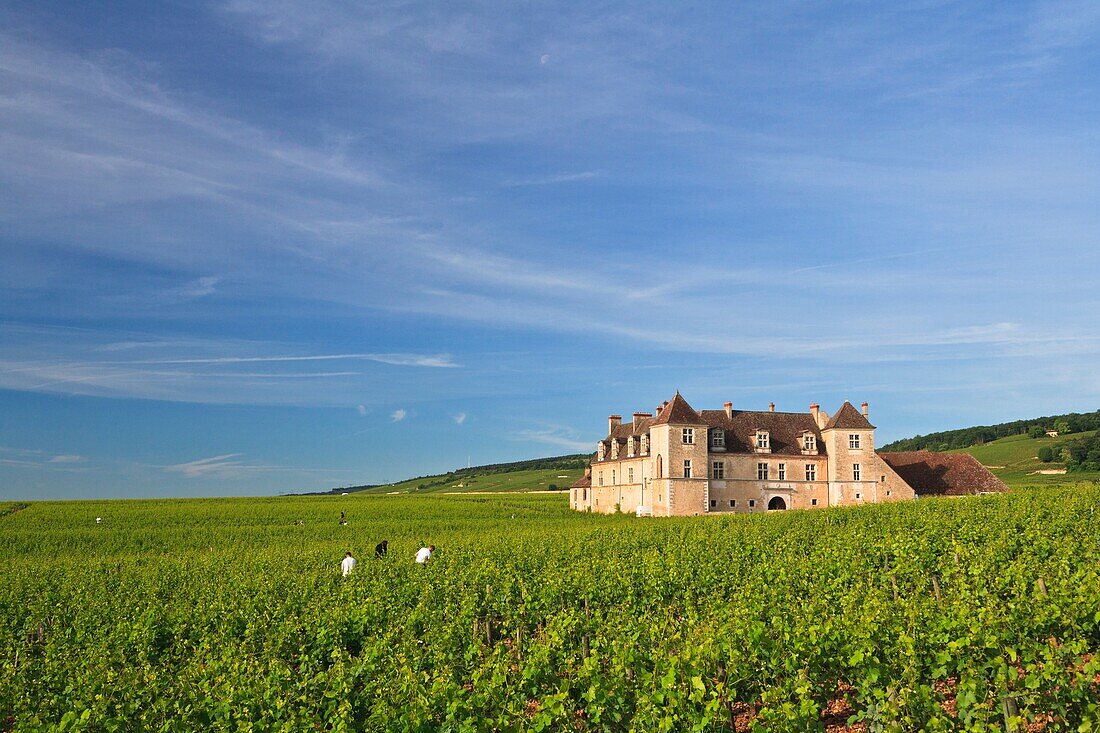 Vineyards and estate of Clos de Vougeot, Burgundy, France, Europe