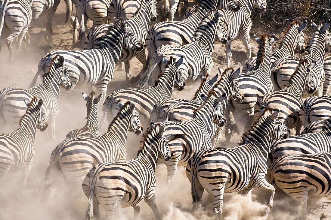 A herd of Burchell´s zebras Equus burchelli running away from a waterhole in the dry riverbed of the Boteti River, Botswana, Africa