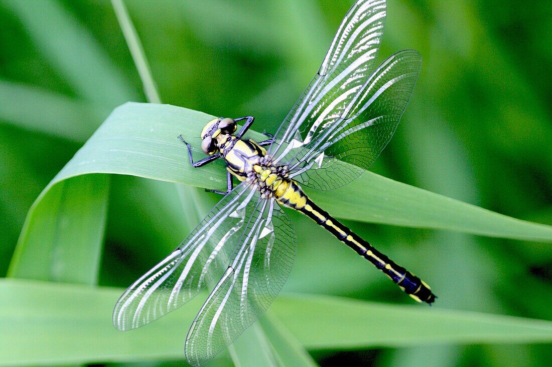 Emerging Common Clubtail, Gomphus vulgatissimus clings to grass  Grey eyes will change to olive or brown color as mature  Males will turn green as they mature  Females remain yellow  The clubtails emerge en masse from fast-moving clean streams into heavy.