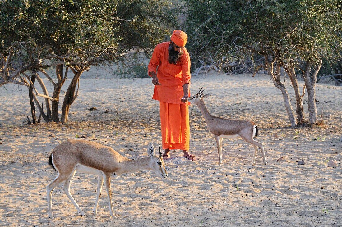 India, Rajasthan, Jodhpur region, Bishnoi priest feeding wild Chinkaras Indian gazelles with kankeri leaves