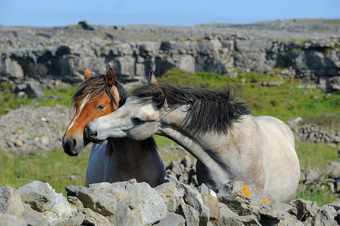 Ireland, County Galway, Aran Islands, Inishmore, Friendly kiss