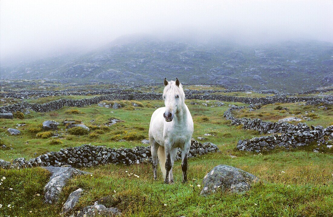 Ireland, County Galway, Connemara, Clifden surroundings, Lonely horse