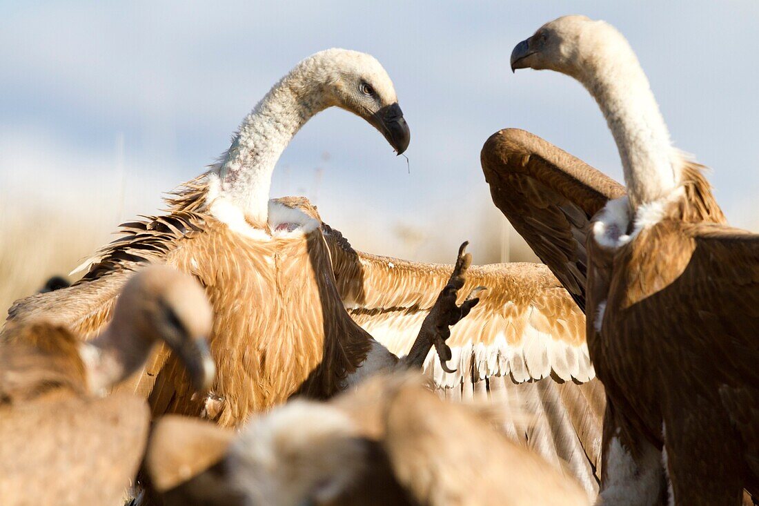 Griffon Vulture