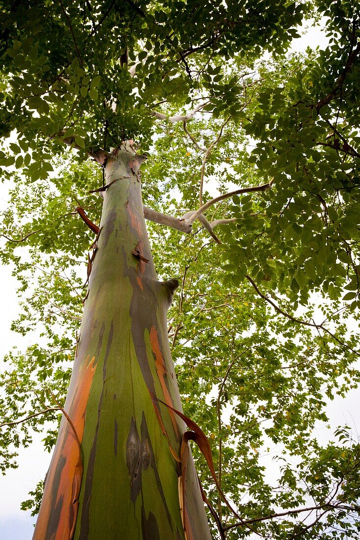 Looking up at a Rainbow Eucalyptus tree Eucalyptus deglupta in Palmar Sur, Costa Rica