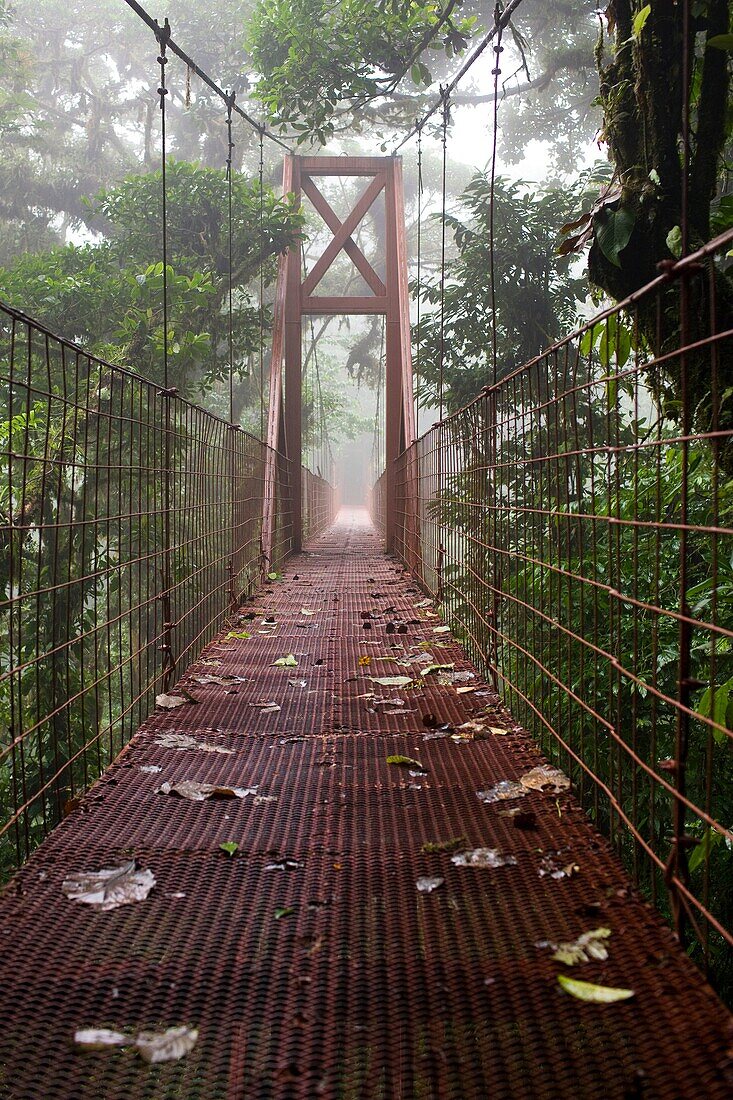 Suspended Bridge in the Monteverde Cloud Forest Reserve, Costa Rica