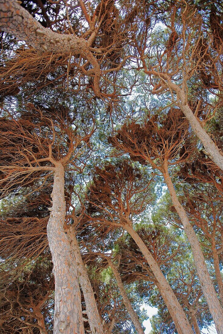 Canopy of pine trees  La Pineda, Costa Dorada, Catalonia, Spain