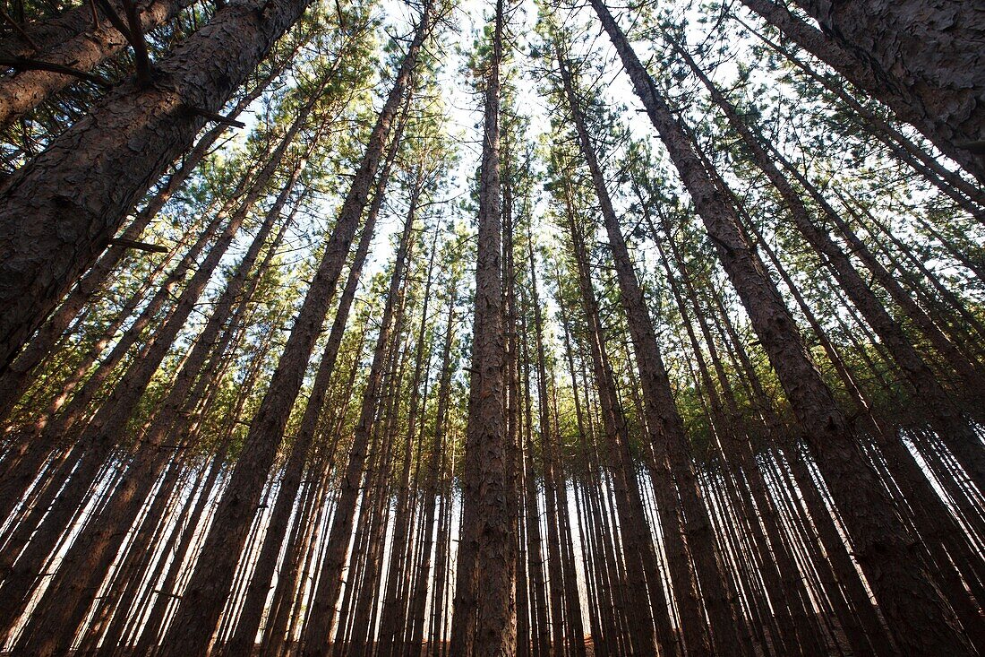 Canopy of red pine forest in Franconia, New Hampshire USA