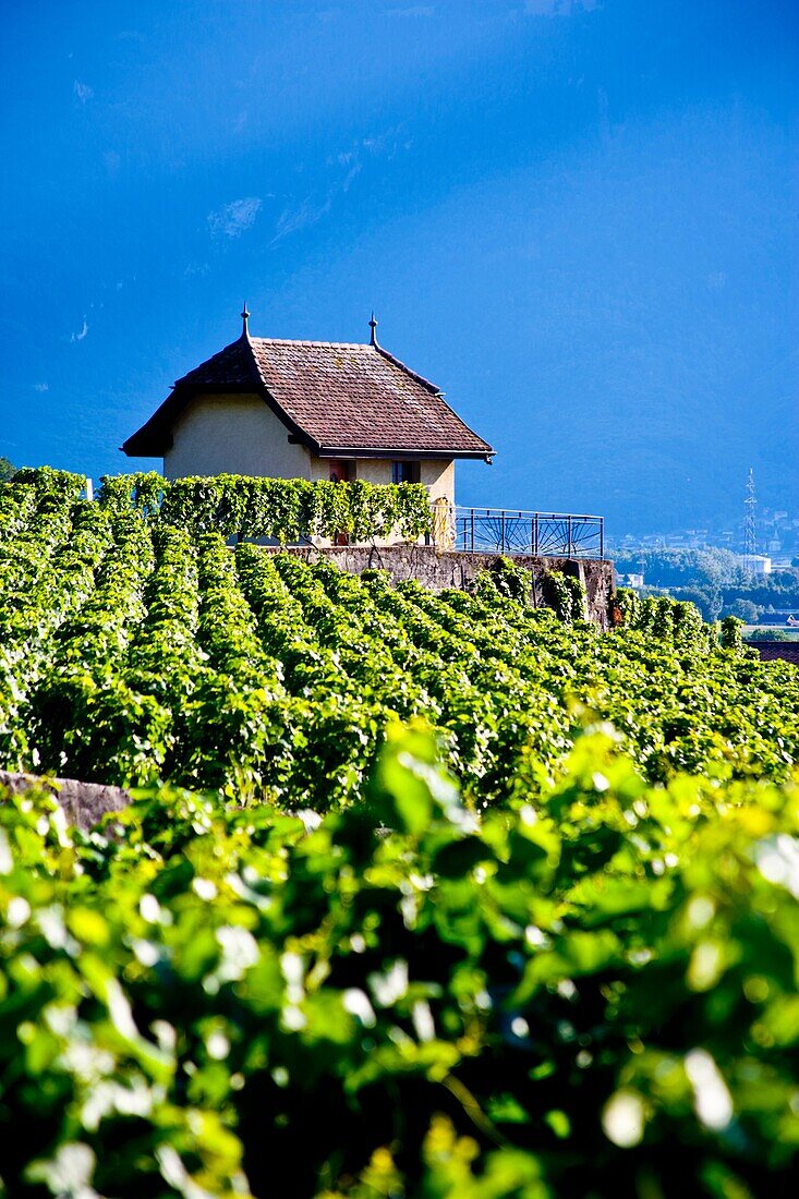 Landscape around the Chateau d´Aigle in the vineyards close to Lausanne, Kanton Waadt, Switzerland, Europe