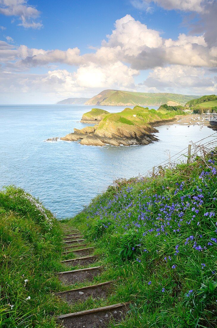Spring flowers on Widmouth Head overlooking Sextons Burrow and Watermouth near Ilfracombe and Coombe Martin, Devon, England, United Kingdom