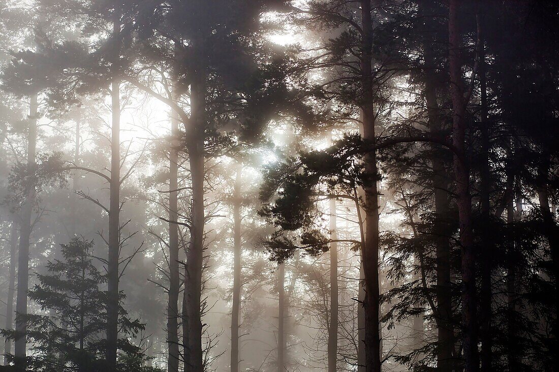 Mystic Forest, England