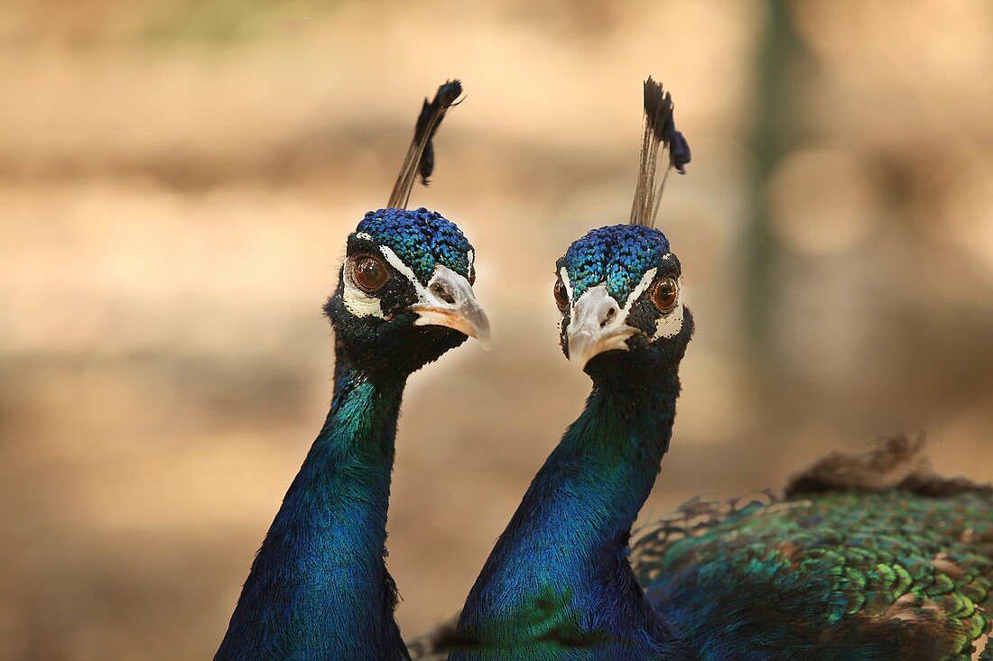 Close up of the heads of two male peacocks