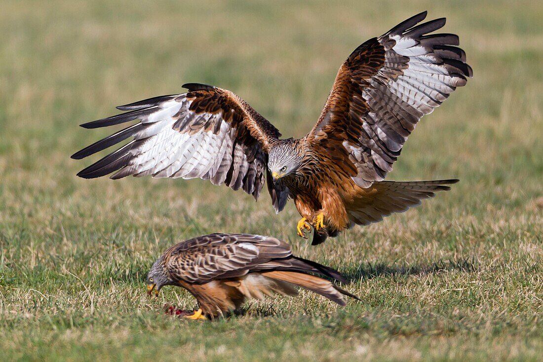 Red Kite, Milvus milvus, in flight , about to scavenge food from the ground, Lower Saxony, Germany