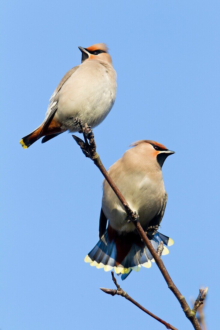 Waxwing Bombycilla garrulus, two perched in tree, one stretching fanning its tailfeathers, Lower Saxony, Germany