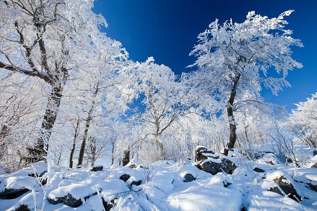 Snow and frost on trees in winter, Hoher Meissner National Park, north Hessen, Germany