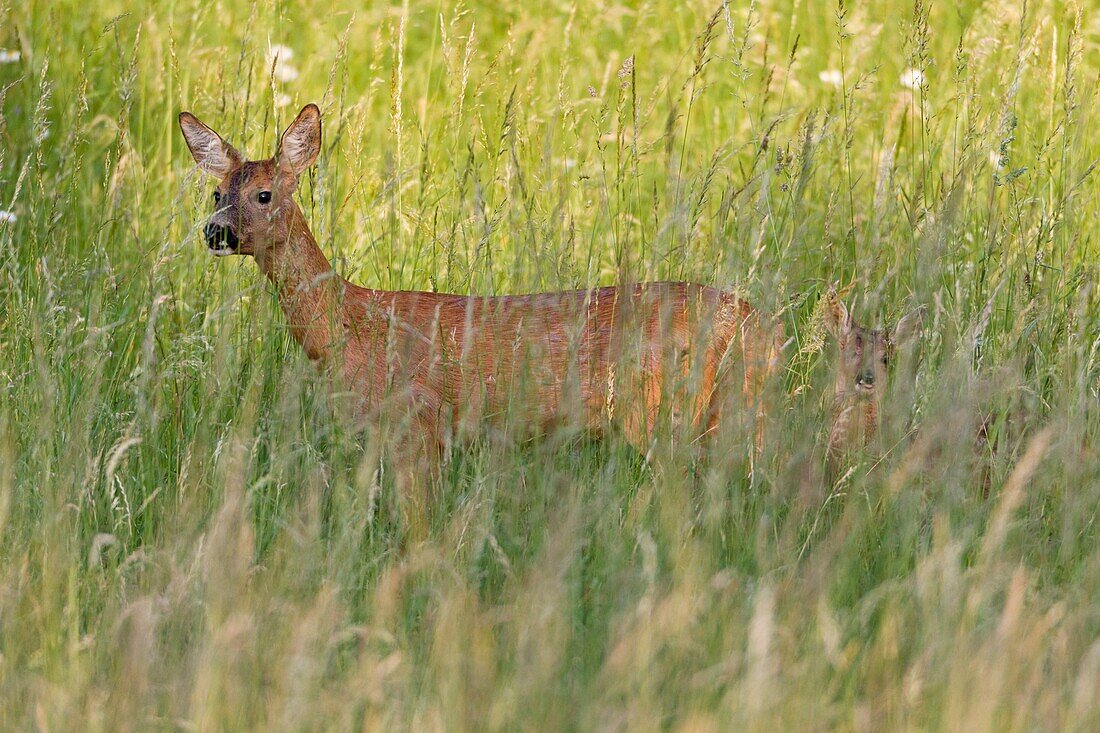 Roe Deer Capreolus capreolus, with fawn in grass wilderness, Lower Saxony, Germany