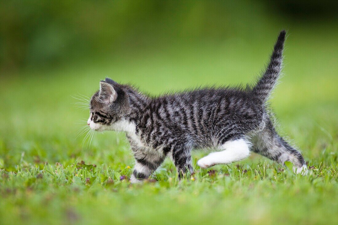 Kitten, walking across garden lawn, Lower Saxony, Germany