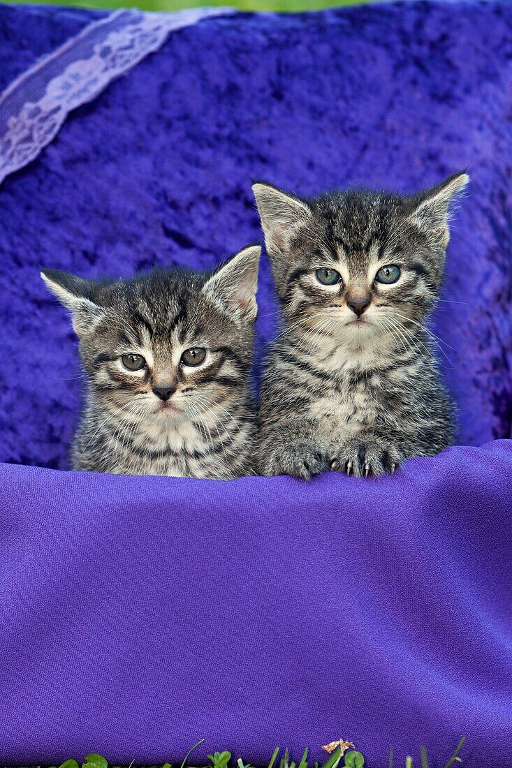 Kittens, two sitting in basket with velvet cushion, in garden, Lower Saxony, Germany