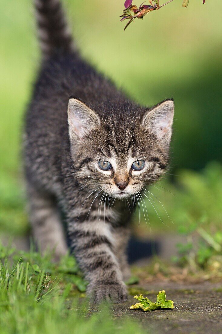 Kitten, walking down garden path, Lower Saxony, Germany