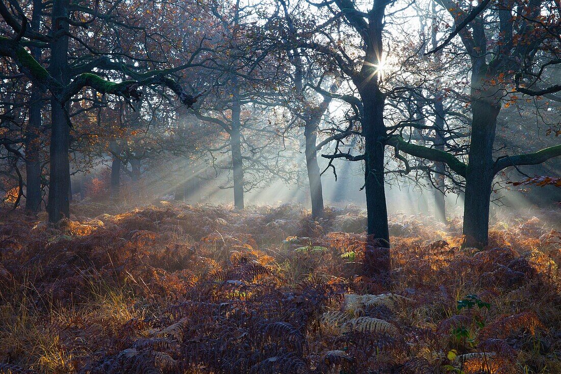 Common Oak Quercus robur, Woodland with Bracken in Autumn Morning Mist, Reinhardwald, North Hessen, Germany