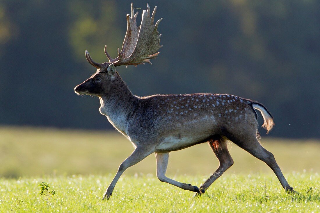 Fallow Deer Dama dama, Buck Running during the Rut, Royal Deer Park, Klampenborg, Copenhagen, Sjaelland, Denmark