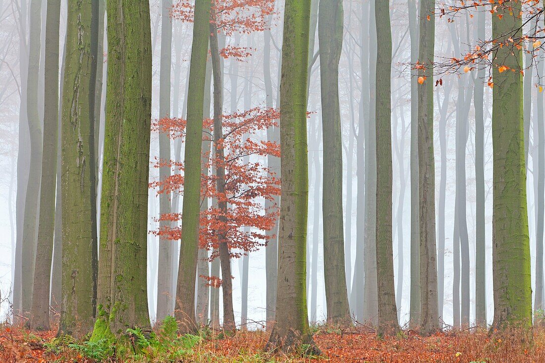 Beech Tree Fagus sylvatica, Woodland and Autumn Mist, Hessen, Germany