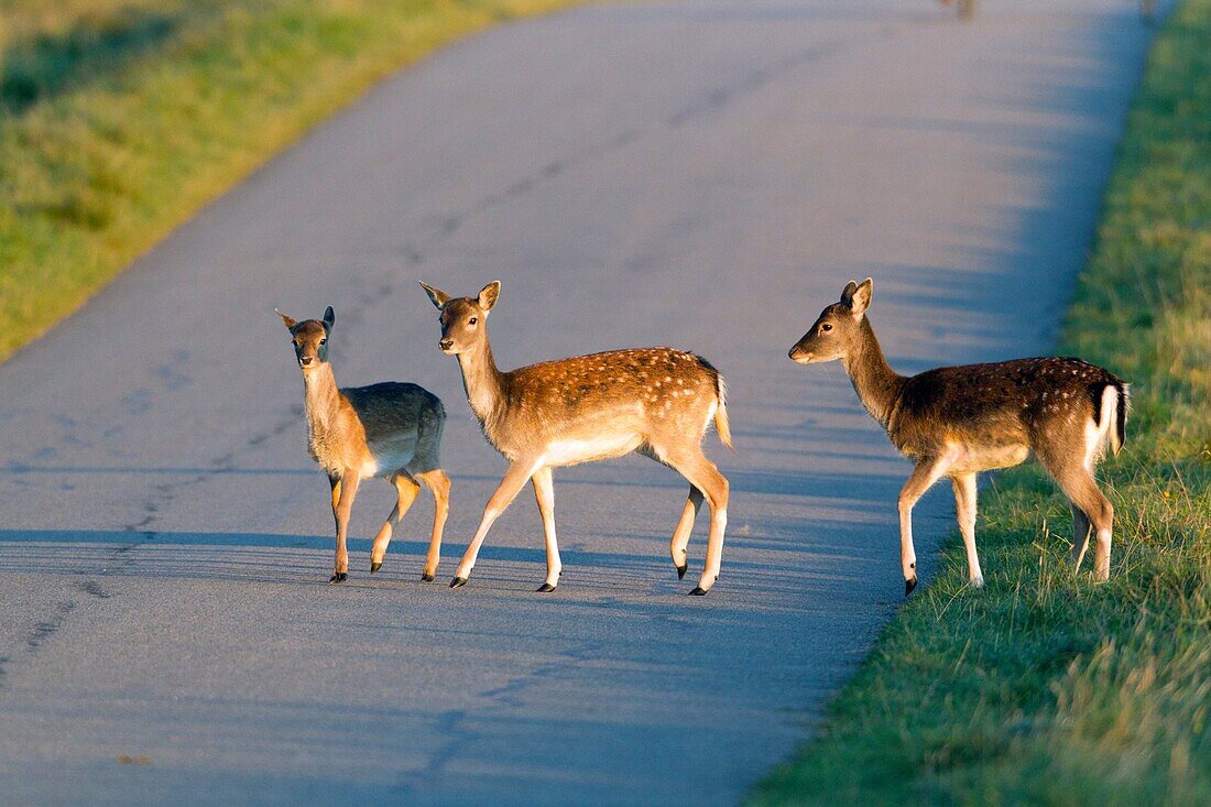 Fallow Deer Dama dama, Three Fawns Crossing Road, Sjaelland, Denmark