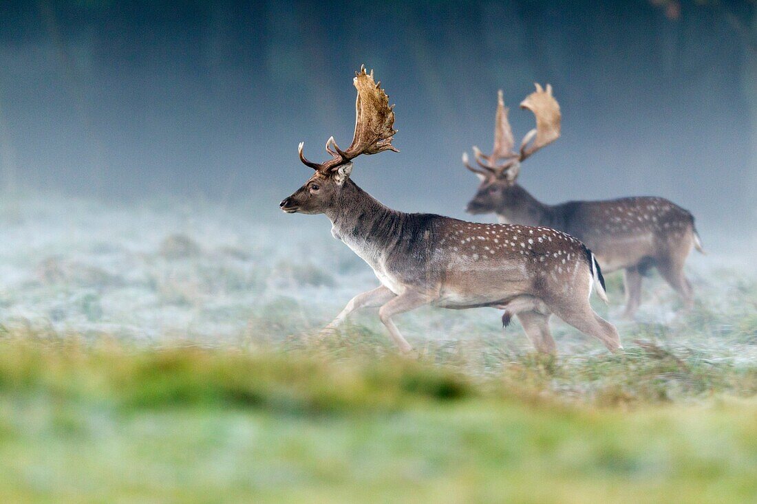 Fallow Deer Dama dama, Buck Running, during the Rut, Royal Deer Park, Klampenborg, Copenhagen, Sjaelland, Denmark