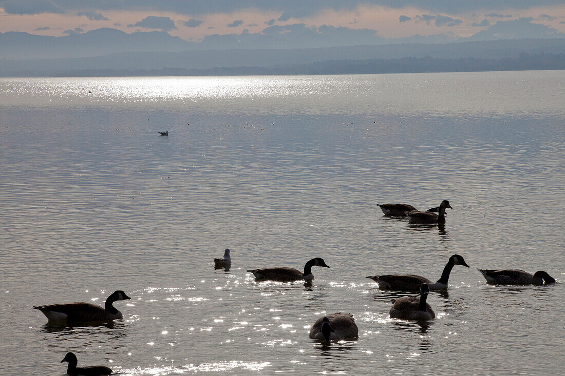 Ducks on the lake Ammersee, Upper Bavaria, Germany, Europe
