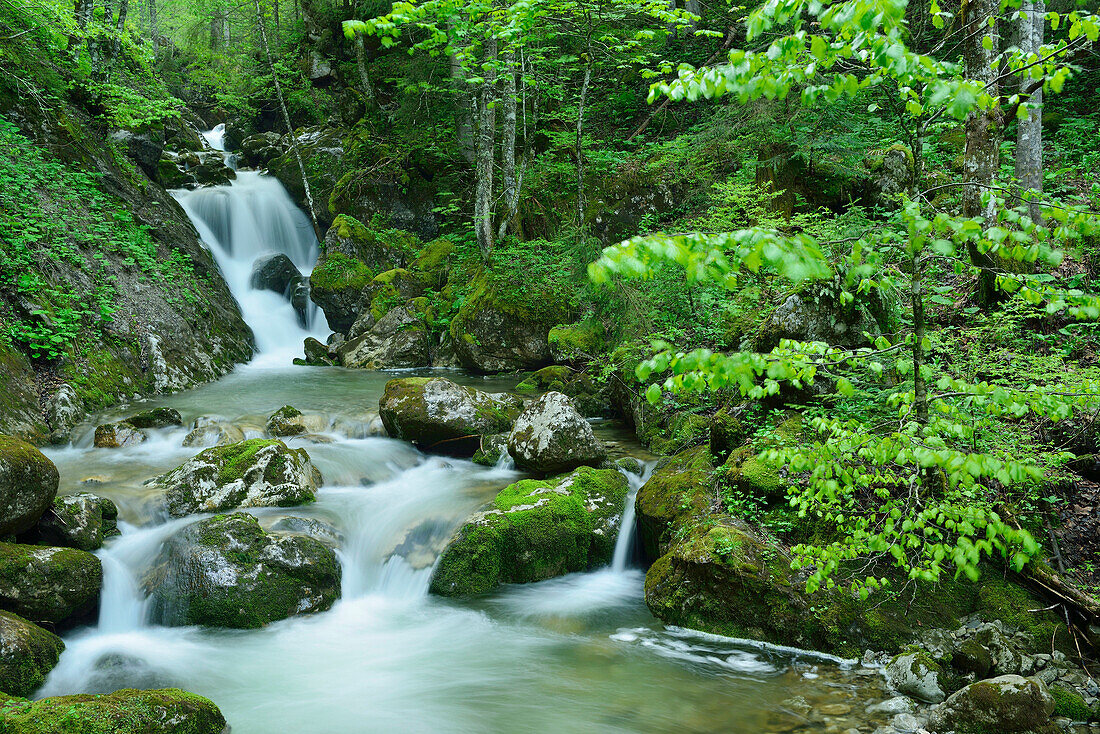 Gebirgsbach fließt über Wasserfallstufe, Tegernsee, Bayerische Alpen, Oberbayern, Bayern, Deutschland