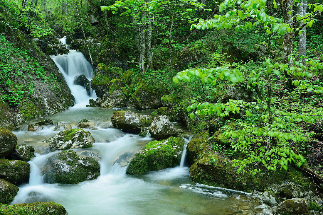 Mountain stream in the mountains flowing down steps of a waterfall, lake Tegernsee, Bavarian alps, Upper Bavaria, Bavaria, Germany